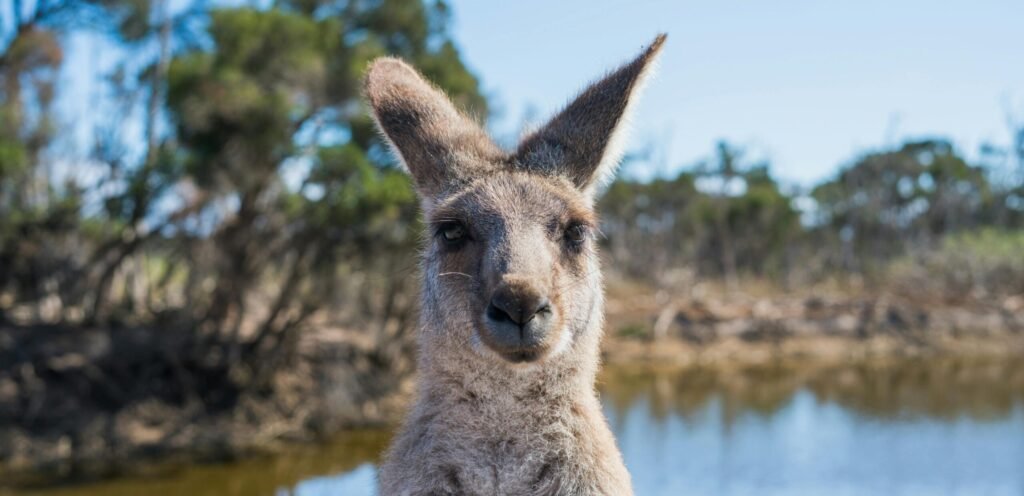 Portrait of a kangaroo by a pond in Melbourne, showcasing Australia's wildlife.